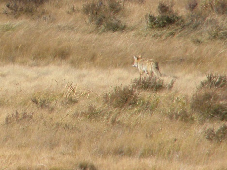 Collared wolf.  Compare his size and colors to coyote