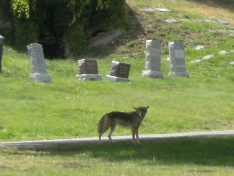 Urban coyote rests mid-day in local cemetary