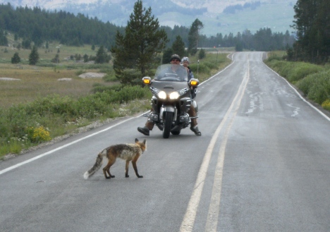 Fox on Beartooth Highway
