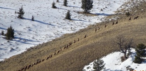 elk moving up the hillside