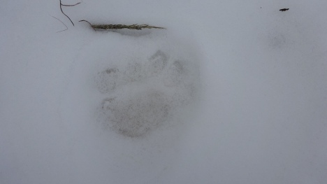 Fresh prints in the snow lead up to the kill