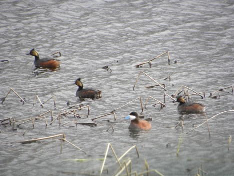 Ruddy Duck with Horned Grebes