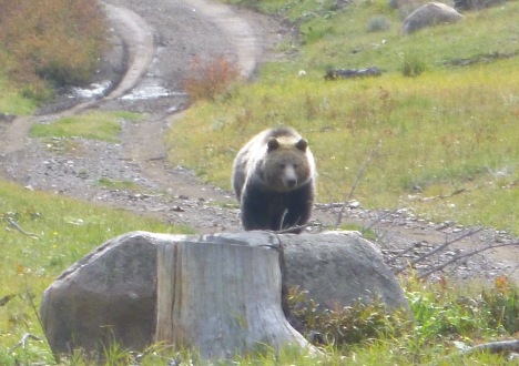 grizzly in east painter