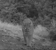 cougar male resident